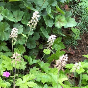 Tiarella wherryi 'Sugar & Spice' Foam Flower 50 Seeds afbeelding 1