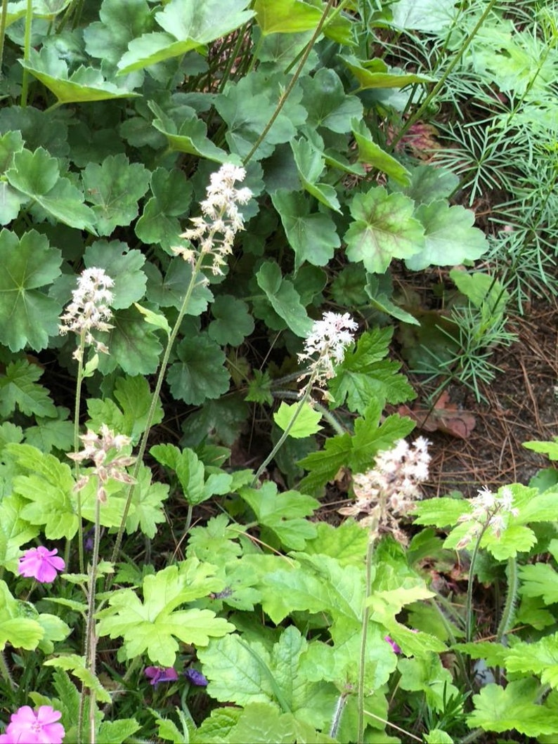 Tiarella wherryi 'Sugar & Spice' Foam Flower 50 Seeds afbeelding 1