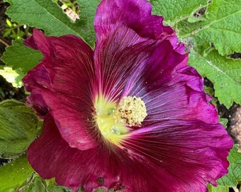 Alcea rosea (Queeny Purple Hollyhocks) 15 Seeds