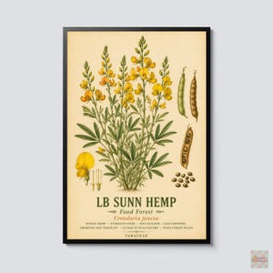 May include: A botanical print of the LB Sunn Hemp plant, Crotalaria juncea, featuring yellow flowers, green leaves, and seed pods on a cream background. Text includes plant names, Fabaceae, and benefits like soil builder and pollinator.