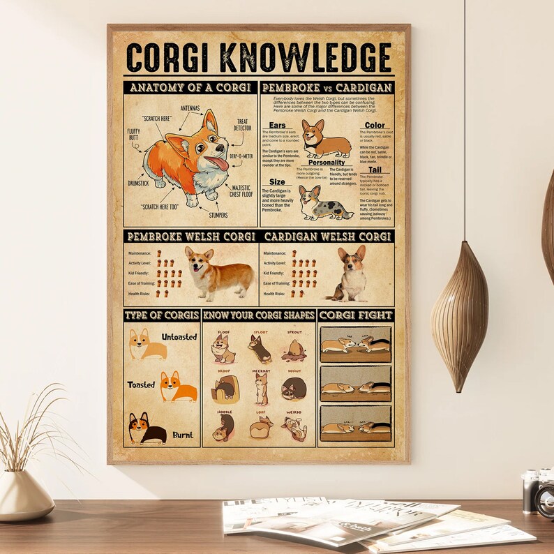 Op de afbeelding: Een vintage poster met de titel "Corgi Knowledge" en illustraties van Pembroke Welsh Corgis en Cardigan Welsh Corgis. De poster bevat informatie over de rassen, inclusief hun fysieke kenmerken, persoonlijkheidskenmerken en verzorgingseisen. Het bevat ook een sectie over "Know Your Corgi Shapes" met illustraties van verschillende Corgi-lichaamstypen.