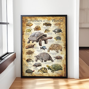 Schildkröten der Welt Retro Poster/Leinwand, Wasserschildkröte, Schildkröten Wissensposter, Schildkröten Art Print, Schildkröten Liebhaber Geschenk