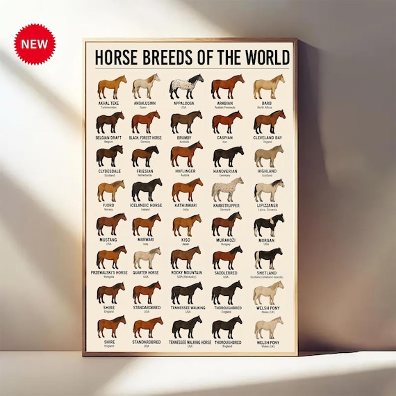 Horse Breeds of The World Poster – Educational Horse Chart – Equestrian Wall Art – Horse Lover Gift – Veterinary, Stable, Farm Decor