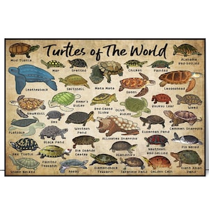 May include: An illustrated chart of different types of turtles from around the world. The chart features a variety of turtle species, including the Mud Turtle, Leatherback, Hawksbill, Flatback, Box Turtle, Snake-Necked, Painted Terrapin, Map, Spotted, Softshell, Mata Mata, Green, Loggerhead, Kemp's Ridley, Red-Eared Slider, Olive Ridley, Bog, Western Pond, Alligator Snapping, Black Pond, Rio Grande Cooter, European Pond, Common Snapping, Pig Nosed, Northern Red-bellied, Blanding's, Diamondback Terrapin, Japanese Pond, Golden Coin, and Giant Asian Pond.