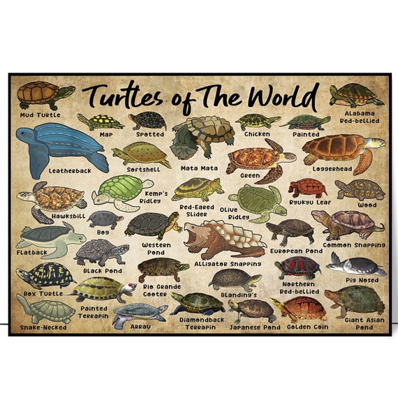 Tortoises of the World Retro Poster, Sea Turtle Poster, Tortoises Knowledge Poster, Tortoises Art Print, Tortoises Lover Gift