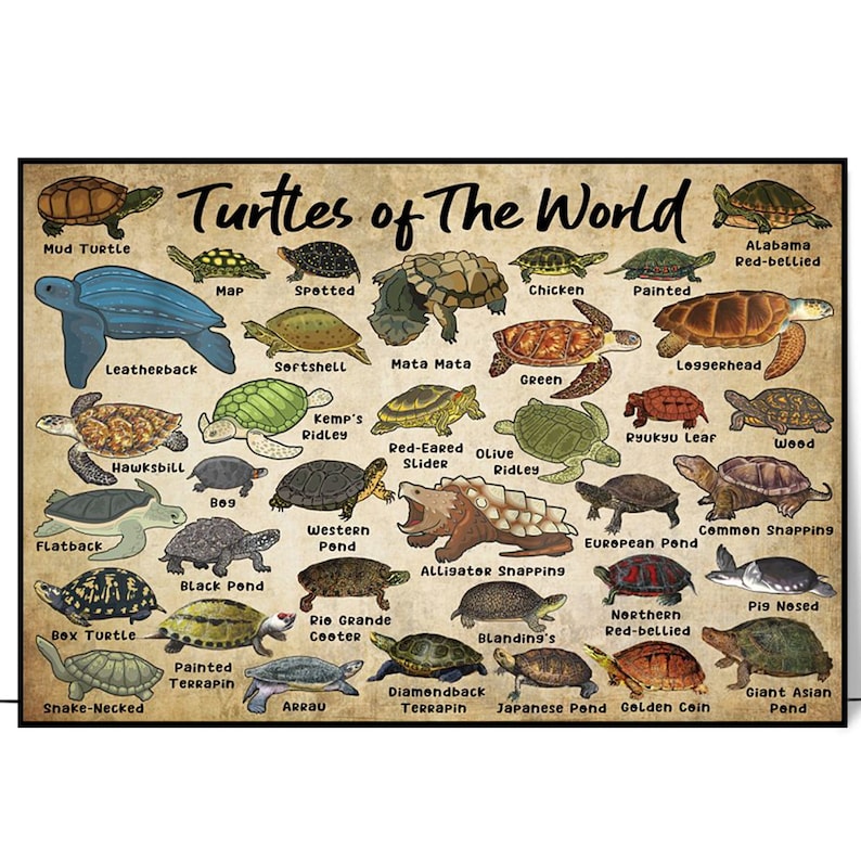May include: An illustrated chart of different types of turtles from around the world. The chart features a variety of turtle species, including the Mud Turtle, Leatherback, Hawksbill, Flatback, Box Turtle, Snake-Necked, Painted Terrapin, Map, Spotted, Softshell, Mata Mata, Green, Loggerhead, Kemp's Ridley, Red-Eared Slider, Olive Ridley, Bog, Western Pond, Alligator Snapping, Black Pond, Rio Grande Cooter, European Pond, Common Snapping, Pig Nosed, Northern Red-bellied, Blanding's, Diamondback Terrapin, Japanese Pond, Golden Coin, and Giant Asian Pond.