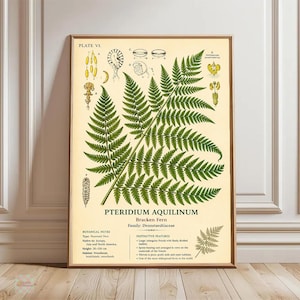 Pteridium Aquilinum Botanical Print Wall Art, Vintage Bracken Fern Illustration Poster, Antique Botanical Chart Nature Decor