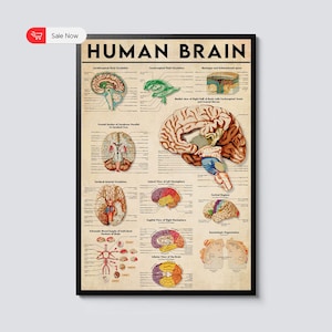 May include: A framed vintage-style poster titled "HUMAN BRAIN" with detailed anatomical illustrations of the brain. The poster features diagrams of the brain's sections, blood supply, and related structures, in shades of brown, beige, and red.