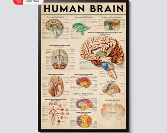 Human Brain Anatomy Poster Vintage Knowledge Art, Educational Neuroscience Print, Medical Study Canvas Decor, Doctor Office Artwork Gift