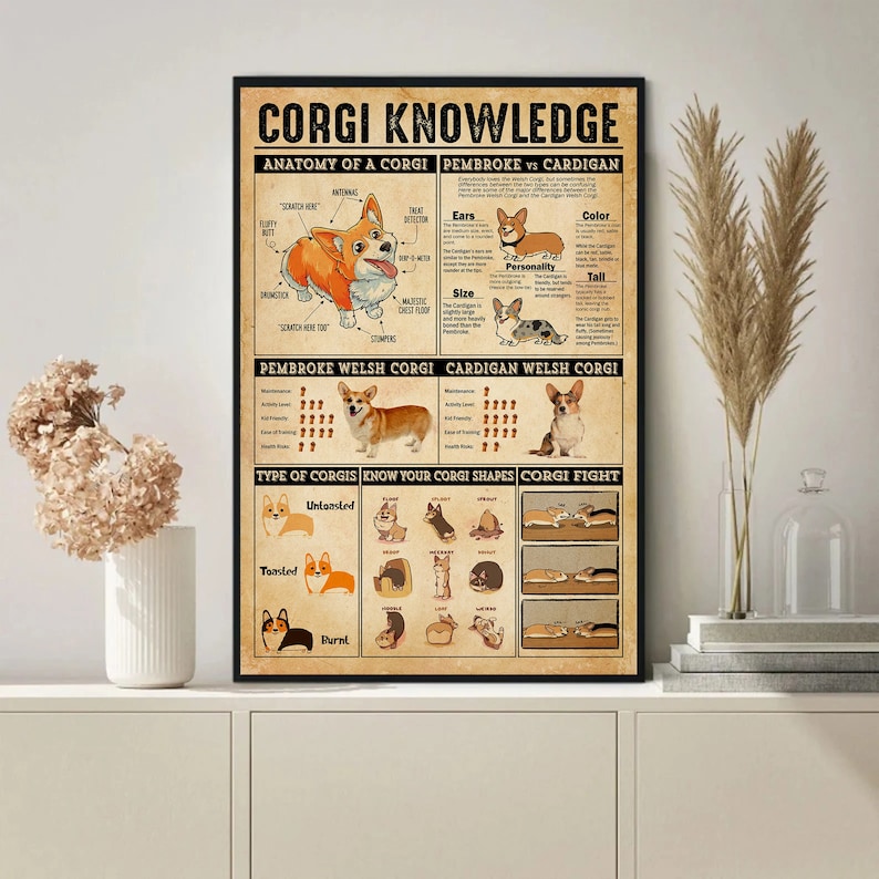 Op de afbeelding: Een vintage-stijl poster met een ge&iuml;llustreerde gids over Corgi-kennis. De poster toont een gedetailleerde anatomie van een Corgi, een vergelijking tussen Pembroke en Cardigan Welsh Corgis, en een gids over verschillende Corgi-vormen. De poster heeft de titel "Corgi Knowledge".