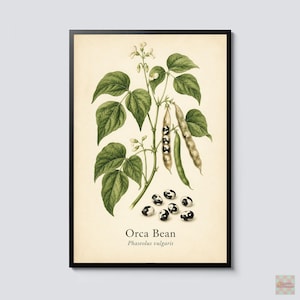 Orca Bean Botanical Print, Phaseolus Vulgaris Vintage Wall Art, Heirloom Legume Poster, Cottagecore Kitchen Garden Decor Art Print