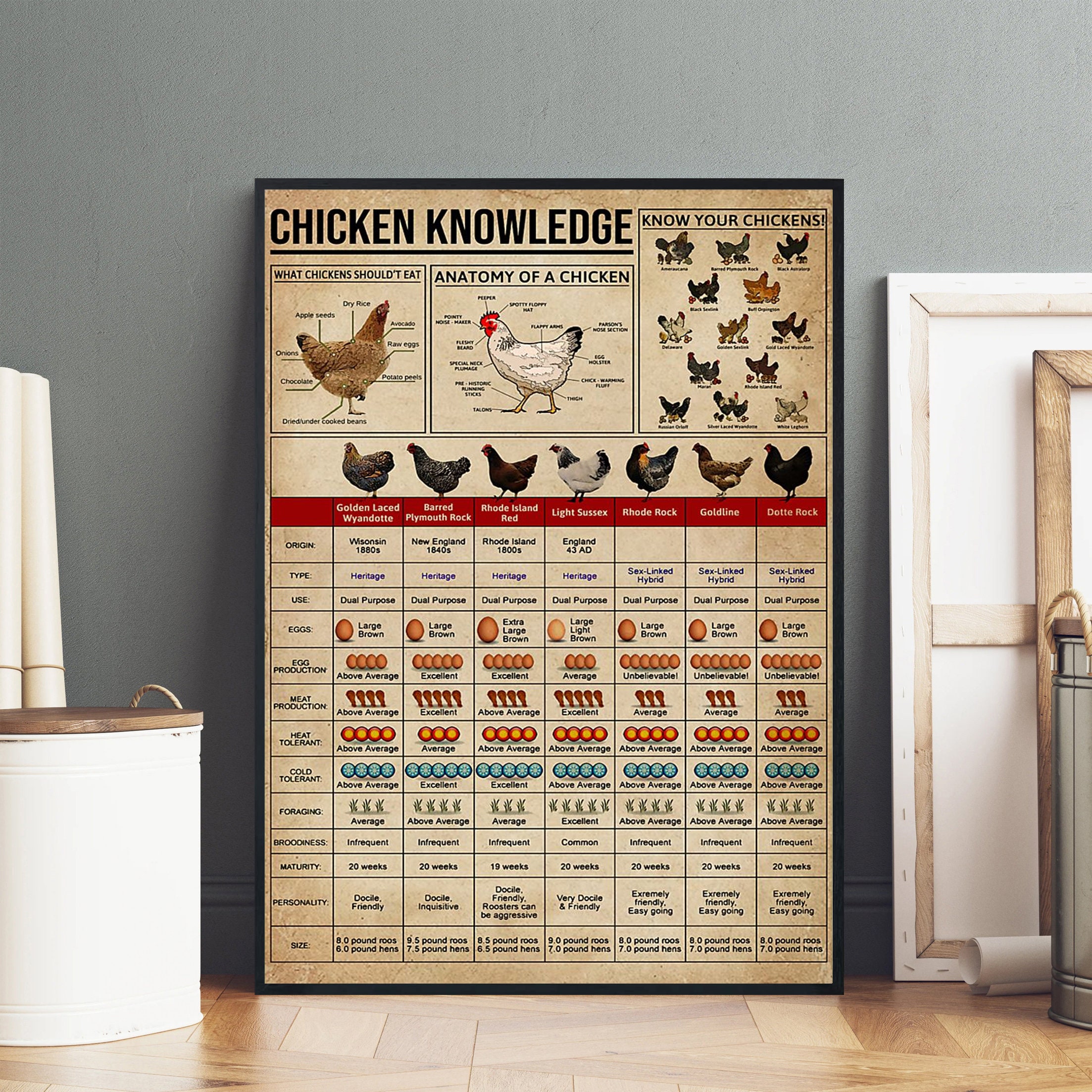 Chicken Knowledge Poster Anatomy of A Chicken Chicken Types Etsy