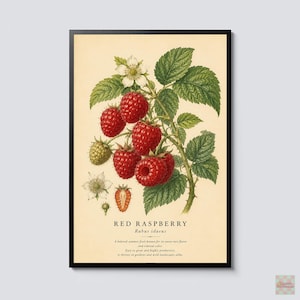 Red Raspberry Botanical Print, Rubus Idaeus Vintage Fruit Wall Art, Botanical Kitchen Poster, Cottagecore Garden Decor