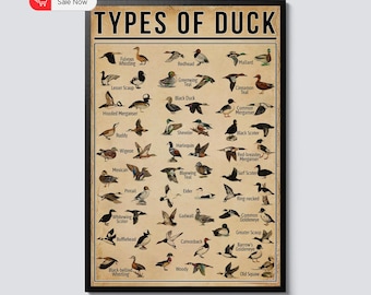 Types of Ducks Poster – Vintage Duck Wall Art – Duck Hunting Decor – Farmhouse, Office, or Man Cave Print – Duck Species Chart Gift