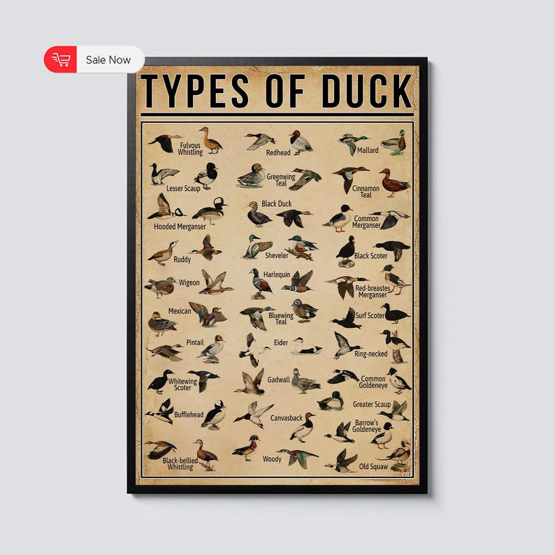 Types of Ducks Poster – Vintage Duck Wall Art – Duck Hunting Decor – Farmhouse, Office, or Man Cave Print – Duck Species Chart Gift immagine 1