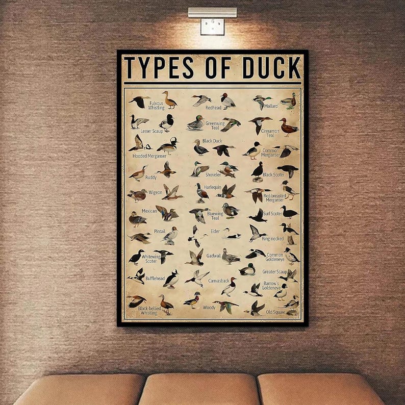 Pu&ograve; includere: Un poster incorniciato intitolato "TYPES OF DUCK" con illustrazioni di varie specie di anatre. Il poster ha uno sfondo beige con testo nero e illustrazioni di varie anatre, tra cui il Fulvous Whistling e il Lesser Scaup.