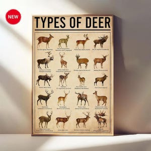 Types of Deer Poster – Vintage Deer Wall Art – Wildlife Education Canvas – Gifts for Hunters & Nature Lovers – Rustic Cabin Decor