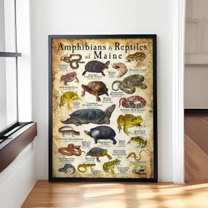 Poster amfibieën en reptielen van Maine – vintage dierenillustratie canvas – educatieve muurkunst – retro kaart haaien reptielen wildlife