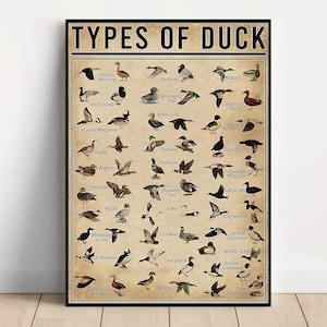 Pu&ograve; includere: Un poster incorniciato intitolato "TYPES OF DUCK" con illustrazioni di varie specie di anatre. Il poster ha un'estetica vintage con uno sfondo beige e testo nero. Le anatre sono raffigurate in volo e a riposo, con nomi come germano reale e moriglione.