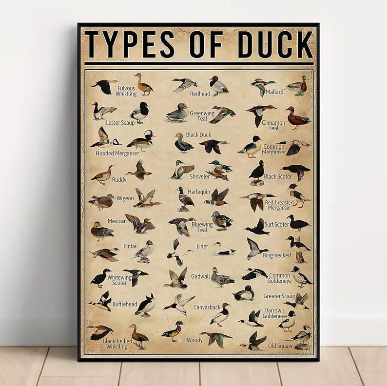 Pu&ograve; includere: Un poster incorniciato intitolato "TYPES OF DUCK" con illustrazioni di varie specie di anatre. Il poster ha un'estetica vintage con uno sfondo beige e testo nero. Le anatre sono raffigurate in volo e a riposo, con nomi come germano reale e moriglione.