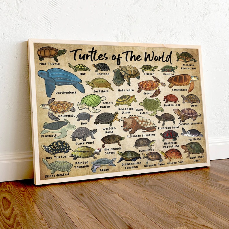 May include: A colorful chart featuring illustrations of different types of turtles from around the world. The chart is titled "Turtles of The World" and includes the names of each turtle species.
