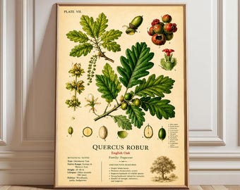 Quercus Robur Botanical Print Wall Art, English Oak Tree Illustration Poster, Vintage Botanical Chart, Woodland Nature Decor Farmhouse