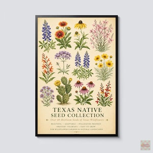 Op de afbeelding: Een ingelijste botanische print op een crèmekleurige achtergrond met illustraties van diverse Texas wilde bloemen. De tekst luidt: TEXAS NATIVE SEED COLLECTION, Over 40 Heirloom Seeds of Texas Wildflowers, BEAUTIFUL, ADAPTABLE, POLLINATOR FRIENDLY, DROUGHT TOLERANT, EASY TO GROW, FOR WILDFLOWER GARDENS & NATURAL LANDSCAPES.