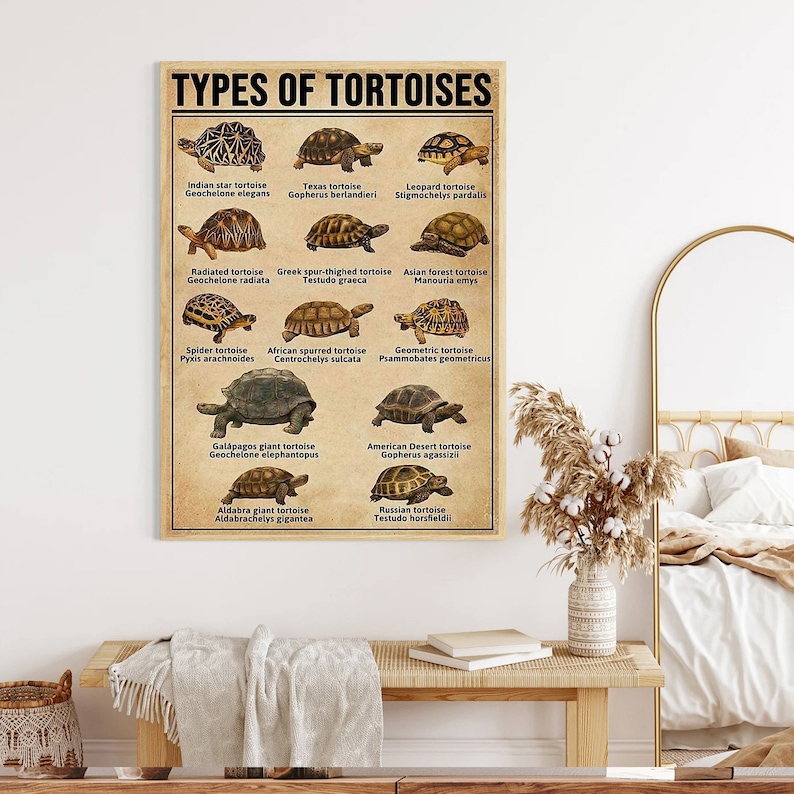 Types of Tortoises Poster, Tortoise Knowledge Wall Art, Educational ...