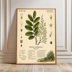 May include: A botanical print titled PLATE XLI, ANACARDIACEAE, Pistacia lentiscus, featuring a central illustration of a Mastic Tree branch with green leaves and flowers. Includes labelled diagrams a-j, text detailing botanical notes, features, and historical significance on a cream background.