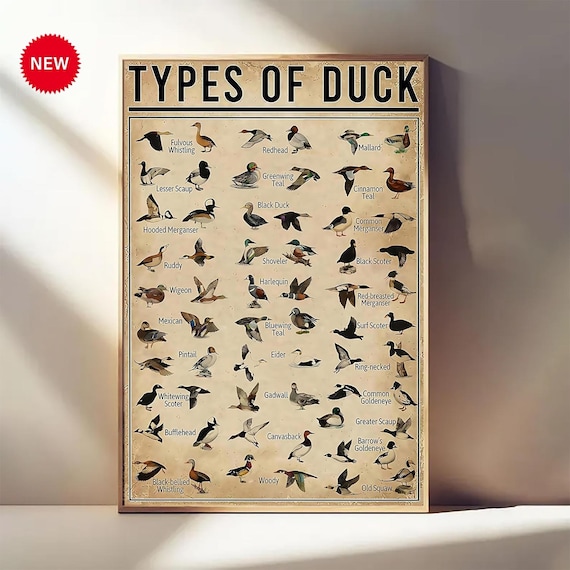Types of Ducks Poster – Vintage Duck Wall Art – Duck Hunting Decor – Farmhouse, Office, or Man Cave Print – Duck Species Chart Gift