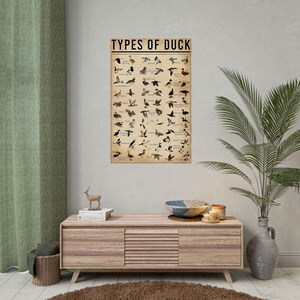 Pu&ograve; includere: Un poster in stile vintage intitolato "TYPES OF DUCK" mostra illustrazioni di varie specie di anatre. Il poster &egrave; montato su una parete di colore chiaro sopra un mobile in legno. Una tenda verde e una pianta in vaso sono visibili.