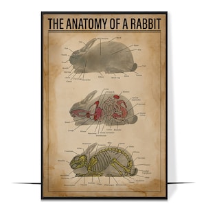 The Anatomy Of A Rabbit Poster, Knowledge Poster, Rabbit Art Print, Rabbit Lover Gift, Vintage Poster Wall Art, Home Decor