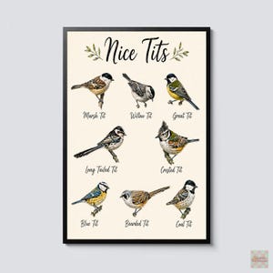 May include: A framed wall art print on a cream background featuring the text Nice Tits at the top. The print displays eight detailed illustrations of various tit bird species, each labeled with its common name: Marsh, Willow, Great, Long Tailed, Crested, Blue, Bearded, and Coal Tit.