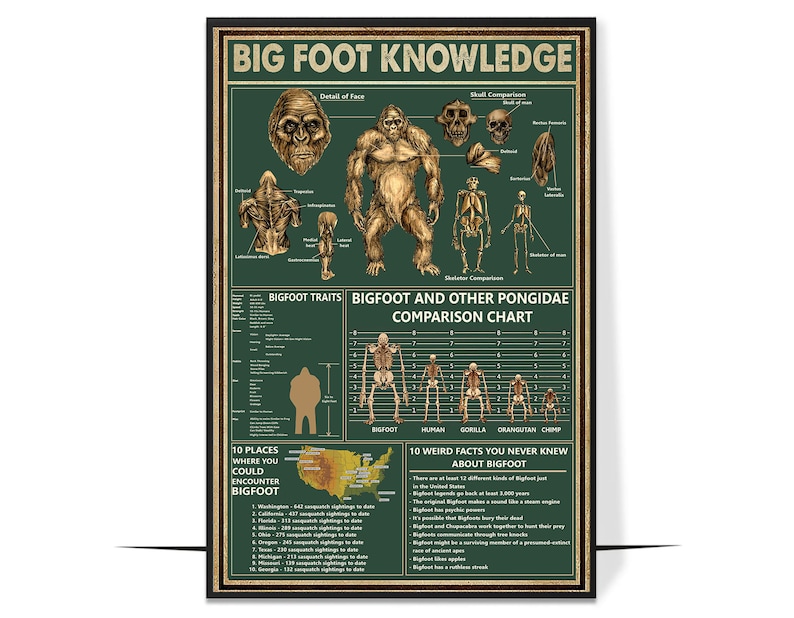 May include: A green and brown infographic poster about Bigfoot. The poster includes a skeletal comparison of Bigfoot to other primates, a map of the United States showing where Bigfoot sightings have been reported, and a list of 10 weird facts about Bigfoot. The poster has the title "Bigfoot Knowledge".