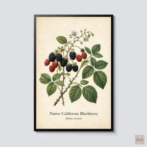 May include: A framed botanical print featuring a detailed illustration of a Native California Blackberry plant with green leaves, white flowers, and clusters of red and black berries on a cream background with the text Native California Blackberry Rubus ursinus.