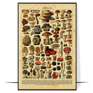 Champignons Poster, Mushroom Poster, Mushroom Diagram, Mushroom Knowledge Poster, Vintage Poster Wall Art, Home Decor
