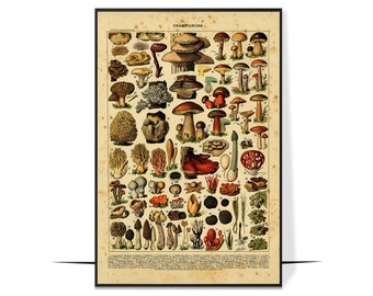 Champignons Poster, Mushroom Poster, Mushroom Diagram, Mushroom Knowledge Poster, Vintage Poster Wall Art, Home Decor