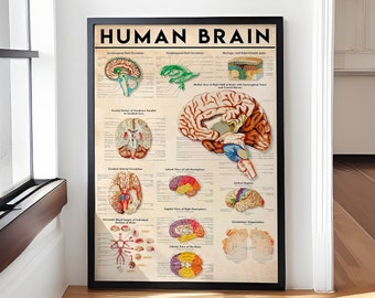 Human Brain Knowledge Painting Education Poster, Anatomy Canvas Wall Art Home Decoration, Doctor Office Study Prints Wall Decorations