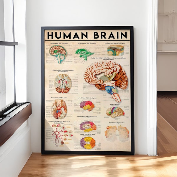 Human Brain Knowledge Painting Education Poster, Anatomy Canvas Wall Art Home Decoration, Doctor Office Study Prints Wall Decorations
