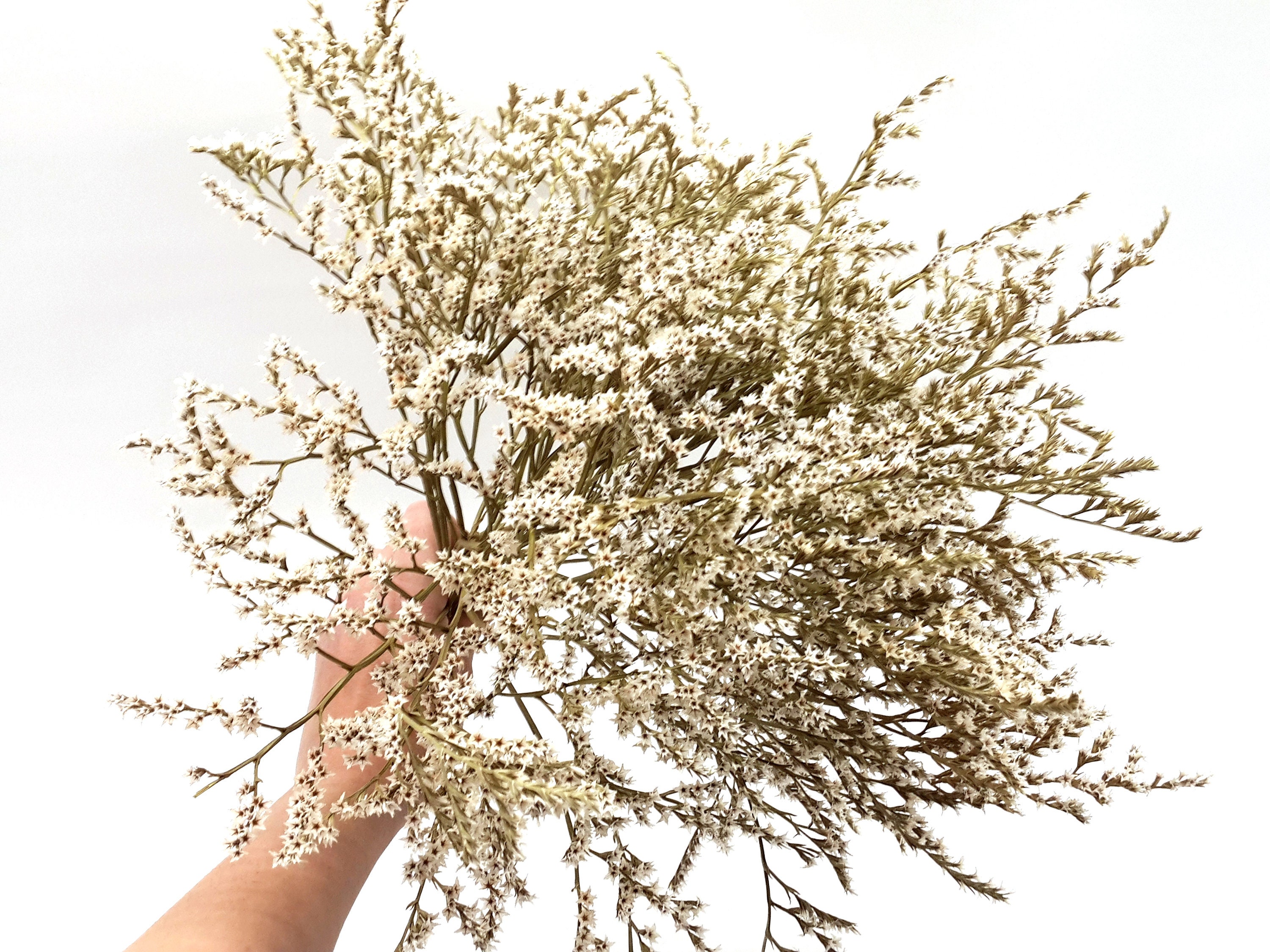 Dried German Statice Dried White Flowers Small White Etsy