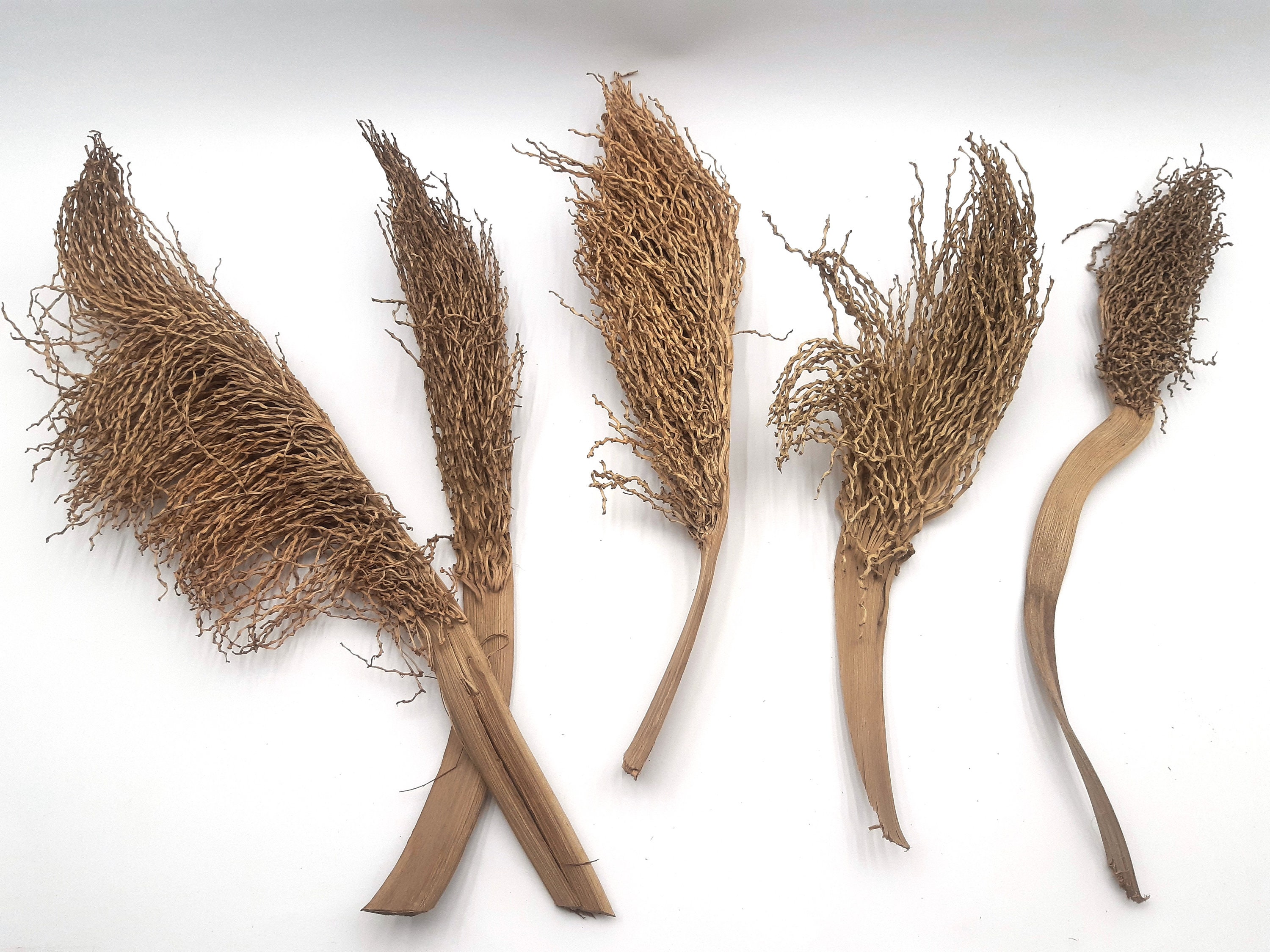 5 Natural Dried Branches Dried Branches Decor Date Tree Etsy