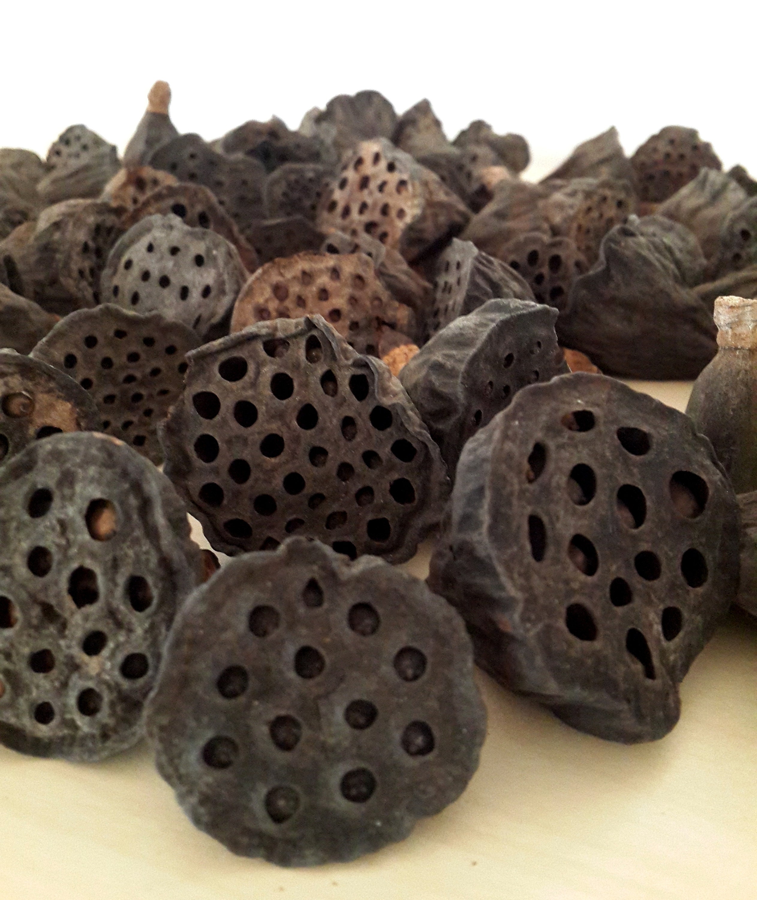 Dried Lotus Pods WHOLESALE Dried Pods in Bulk Dried Lotus Etsy