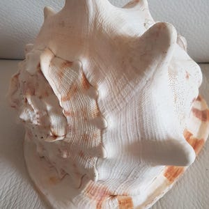 Peut inclure: Un grand coquillage de conque de couleur crème avec une surface texturée et une pointe proéminente. La coquille présente des marques marron et orange et une large ouverture. C'est un objet décoratif naturel.