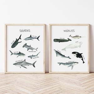 Whale and Shark Chart art print Ocean Nursery whale art shark art Printed Watercolor ocean art print high archival paper Set of 2 WSC1-A2