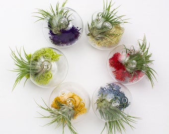 Juicykits Juicy Froots Hanging Air Plant Terrarium Kit Air Plant Holder: Wedding Favors, Party Favors, Birthday Gifts, Live Ornaments