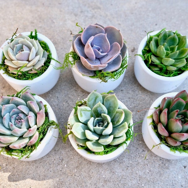 Mini Succulents Bulk Etsy