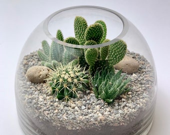 Terrarium Plant Set - 5 Cacti 