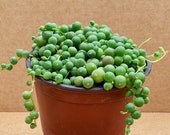 String of Pearls 4 quot 6 quot - Senecio Rowleyanus - Hanging, Trailing Indoor Plant - Juicykits