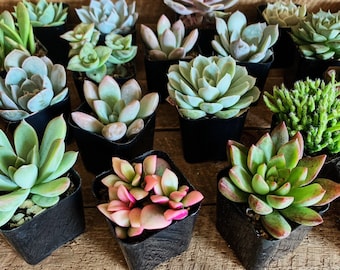 50 Succulent Cuttings Succulent Wedding Succulent Wedding Favors Succulent Wedding Favors SUCCULENT PLANTS Terrarium Succulents