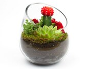 The Sideways DIY Succulent Terrarium Kit perfect as corporate gifts, party favors. Succulent arrangement, succulent centerpiece